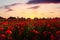 Stunning summer orange evening sunset over countryside poppy flower field full hundreds of wild bright vibrant natural red poppies