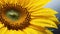 Stunning Sunflower Image With Fresh Water Drops In Soft Morning Light