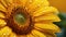 Stunning Sunflower Image With Fresh Water Drops In Soft Morning Light