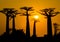 Stunning sunset above Baobab Avenue, Morondava, Madagascar