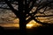 Stunning sunset in Ireland, tree with bare branches in winter silhouetted against orange sky