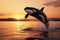 Stunning Sunset Shot Of Killer Whale Breaching The Water