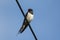A stunning Swallow, Hirundo rustica, perched on a wire. It has recently retuned to the UK to breed.
