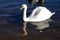 Stunning swan completely white feathers floating on the water