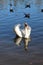 Stunning swan completely white feathers floating on the water