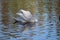 Stunning swan completely white feathers floating on the water