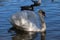 Stunning swan completely white feathers floating on the water