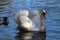 Stunning swan completely white feathers floating on the water