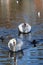 Stunning swan completely white feathers floating on the water