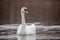 Stunning swan with drops of water from beak