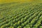 Stunning top view of endless sunflower field seen from aerial perspective. Beauty in nature. Sunflower oil concept.