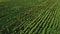 Stunning top view of endless sunflower field seen from aerial perspective. Beauty in nature. Sunflower oil concept.