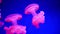 Stunning translucent jellyfish swimming around in a deep blue fish tank. Umbrella shaped aquatic creature floating in