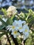 Stunning And Tropical Macro Close Shot Yellow And White Plumerias