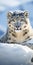 Stunning Tundra Photography: Capturing The Beauty Of Snow Leopards