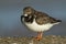 A stunning Turnstone Arenaria interpres perched on a wall on the shoreline at high tide.