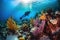 A stunning, underwater image of a scuba diver exploring a colorful coral reef, surrounded by a variety of marine life and crystal-