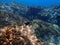 Stunning underwater scape view, Aegean Sea, Greece, Halkidiki