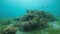 Stunning underwater view of marine life colorful fishes, corals and green sea grasses