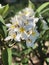 Stunning And Unique Macro Close Shot Photography Plumerias With Blurred Background