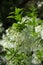 Stunning and Unusual Flowering White Fringetree