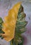 Stunning variegated half-moon leaf of Philodendron Caramel Marble, a rare plant