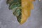 Stunning variegated half-moon leaf of Philodendron Caramel Marble, a rare tropical plant
