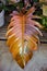 Stunning variegated leaf of Philodendron Caramel Marble