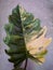 Stunning variegated leaf of Philodendron Caramel Marble, a rare tropical plant