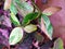 Stunning variegated leaves of Syngonium Red Spot Tricolor, a rare tropical plant