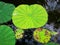 The stunning veins of a bright green lotus leaf, after a rain shower, with water droplets lingering on top.