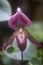 Stunning Venus Slipper orchid flower paphiopadilum in full bloom