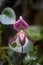 Stunning Venus Slipper orchid flower paphiopadilum in full bloom