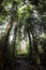 Stunning vertical shot of a resting spot amongst the majestic Giant Kauri trees of New Zealand