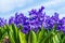 Stunning vibrant blue purple hyacinth flowers