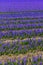 Stunning vibrant field of blue purple hyacinth flowers