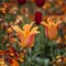 Stunning vibrant shallow depth of field landscape image of flowerbed full of tulips in Spring