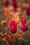 Stunning vibrant shallow depth of field landscape image of flowerbed full of tulips in Spring