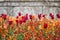 Stunning vibrant shallow depth of field landscape image of flowerbed full of tulips in Spring