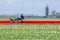 Stunning, vibrant tulip field with farm heading machine with tower in background