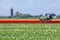 Stunning, vibrant tulip field with farm heading machine with tower in background