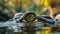 stunning view of a crocodile\\\'s eye in striking closeup amidst forest lake waters, reptile wonders