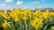 A stunning view of a field filled with vibrant yellow flowers stretching towards the endless blue sky, Daffodil flowers in the