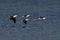 Stunning view of a flock of Black-Winged Stilts in mid-flight, soaring gracefully above the sea