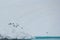 Stunning view of a group of penguins standing atop a snow-covered iceberg in Antarctica