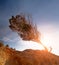 Stunning view of lonely tree growing drought desert rock