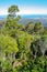 Stunning view of lowlands through mountain forest, mount wellington, Tasmania