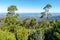 Stunning view of lowlands through mountain forest, mount wellington, Tasmania