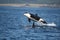 Stunning view of Orcinus Orca flying over a shark