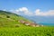 Stunning view of picturesque village Rivaz in Lavaux wine region, Switzerland. Green terraced vineyards on the slopes by turquoise